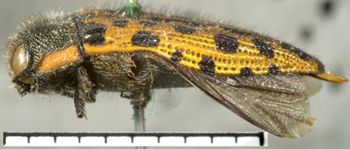 Media type: image;   Entomology 33811 Aspect: habitus lateral view